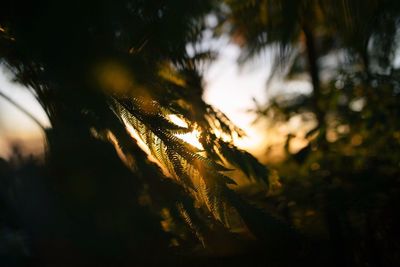 Close-up of plant against sky at sunset