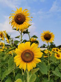 Close-up of yellow sunflower against sky