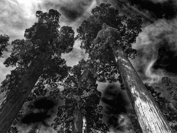 Low angle view of trees against sky during winter