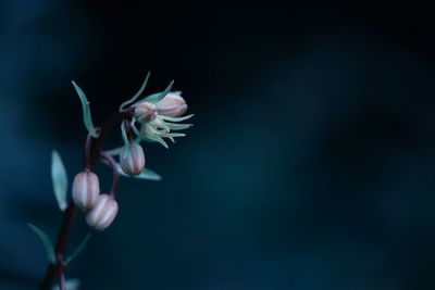 Close-up of flower buds