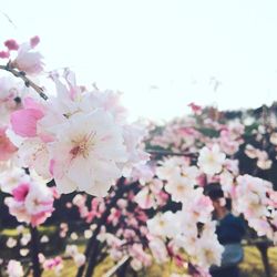 Close-up of pink flowers