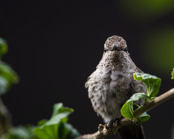 Close-up of bird perching outdoors