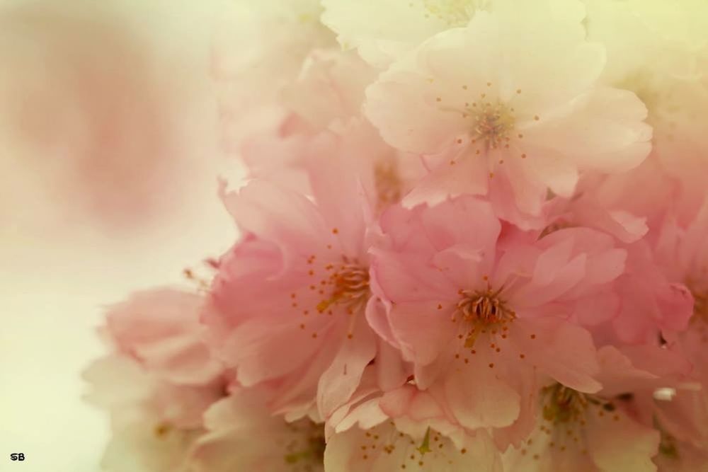 flower, freshness, petal, fragility, flower head, growth, beauty in nature, close-up, nature, pollen, stamen, blooming, blossom, pink color, in bloom, springtime, focus on foreground, botany, day, outdoors