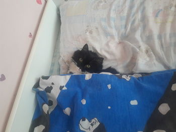 High angle view of cat relaxing on bed