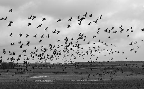 Flock of birds flying over landscape against sky