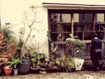 Potted plants against building