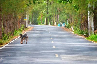 Rear view of dog on road amidst trees