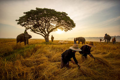 Men collecting dry grass from field during sunset