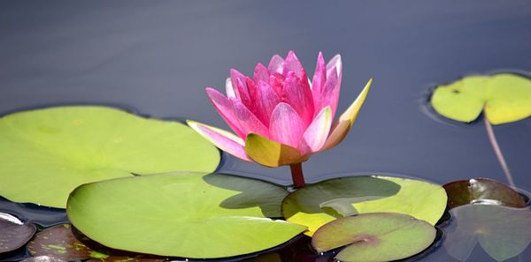 Close-up of pink water lily in lake