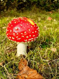 Close-up of fly agaric mushroom on field