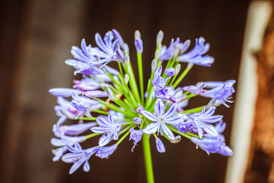 Close-up of purple flowers blooming outdoors