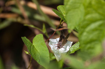 Close-up of insect on plant