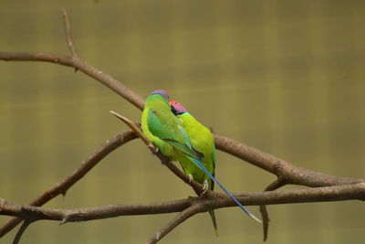 Close-up of a bird perching on branch