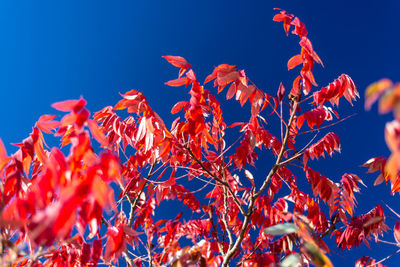 Low angle view of plants against blue sky