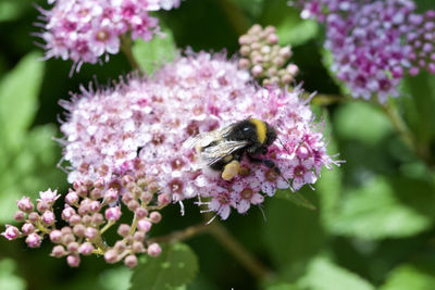 Close-up of bee pollinating on pink flower