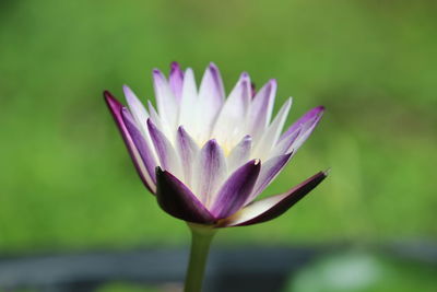 Close-up of purple water lily