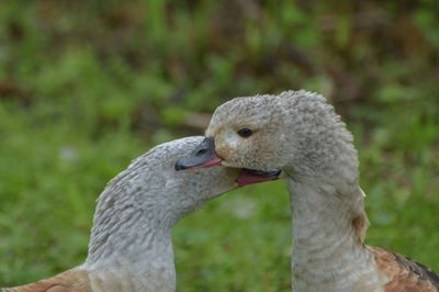 Close-up of a bird looking away