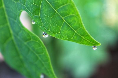 Close up raindrop on leaf