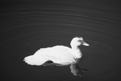 High angle view of white duck swimming in lake