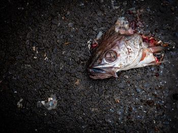 High angle view of fish