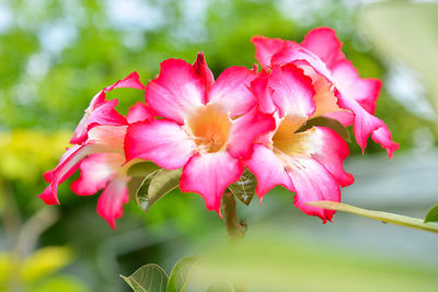 Close-up of pink flowering plant