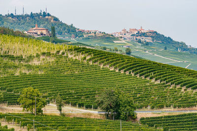 Rows of vines of black nebbiolo grapes with green leaves in the vineyards, piemonte, langhe wine