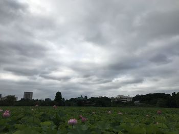 Scenic view of flowering plants against cloudy sky