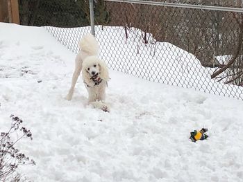 High angle view of dog on snowcapped mountain