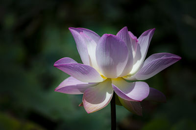 Close-up of purple water lily