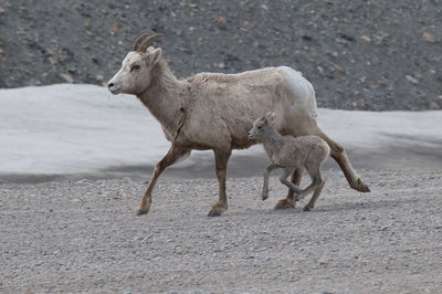 Bighorn sheep and calf