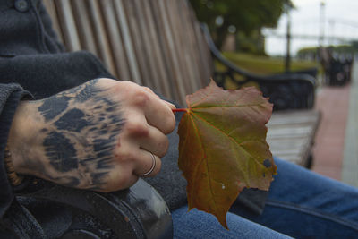 Close-up of person hand holding maple leaves