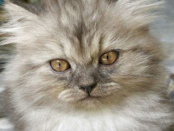 Close-up portrait of a cat