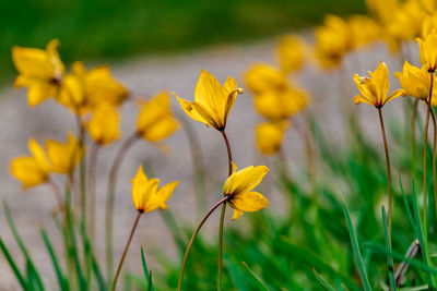 Close-up of yellow flowering plant on field