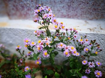 Close-up of fresh flowers blooming in plant