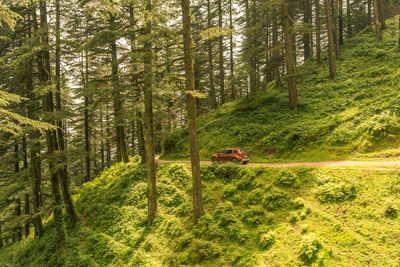 Pine trees in forest