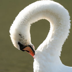 Close-up of swan