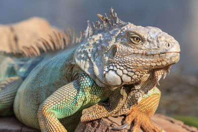 Close-up of iguana