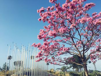 Low angle view of flowers against blue sky