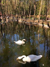 Swans swimming in lake