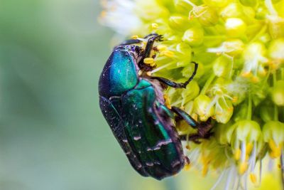 Close-up of beetle on plant