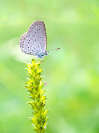 Close-up of butterfly pollinating on flower