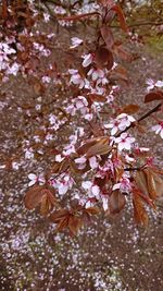 Close-up of cherry blossom tree