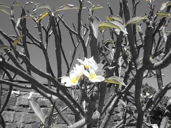 Close-up of flowers blooming on tree