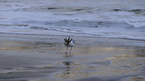 Seagulls on beach