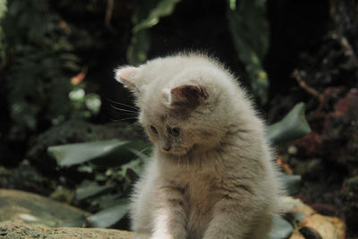 Close-up of cat looking away