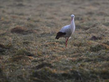 Side view of bird on field