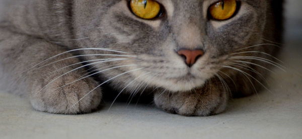 Close-up of cat