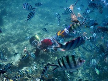 Fish swimming in sea