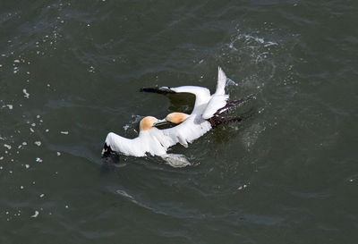 High angle view of swans swimming in lake