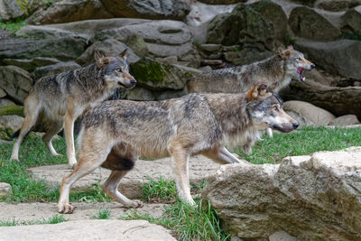 Side view of two zebras standing on rock
